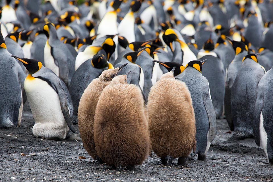 King Penguin (Aptenodytes patagonicus)